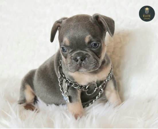 ELITE CANIN - Image 2