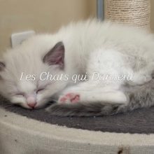 LES CHATS QUI DANSENT