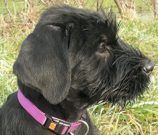 DELVA JACQUES - Image 6
