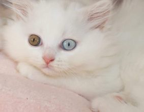 CHATTERIE DES PTIS KACHOTIERS