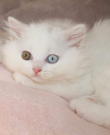 CHATTERIE DES PTIS KACHOTIERS - Image 1