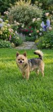 CHATTERIE DE SAM TI COON