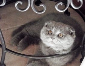 BY STUDIO CAT