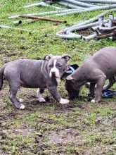 BREIZH BULLY KENNEL