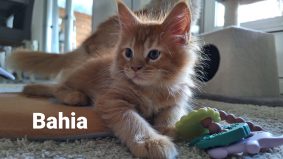 Little Lion