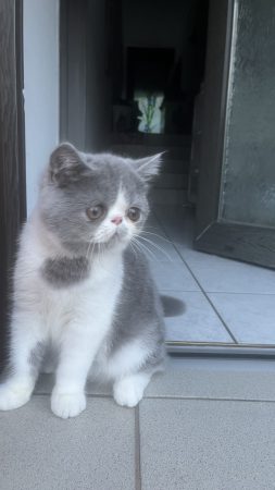 CHATTERIE DOUCE DU COTON BLANC - Image 9