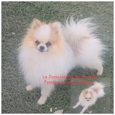 DOMAINE SPITZ NAIN POMERANIAN DES OLIVIERS - Image 19