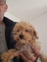 Maltipoo-House.fr