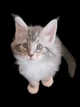 DE MAINECOON PARADISE