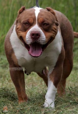 JAGUAR BULLY KENNEL - Image 21