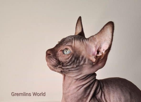 LA CHATTERIE GREMLINS WORLD - Image 2