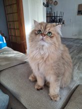 LA CHATTERIE DE LOLO DYDY