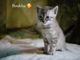 Chatterie kahana bengal
