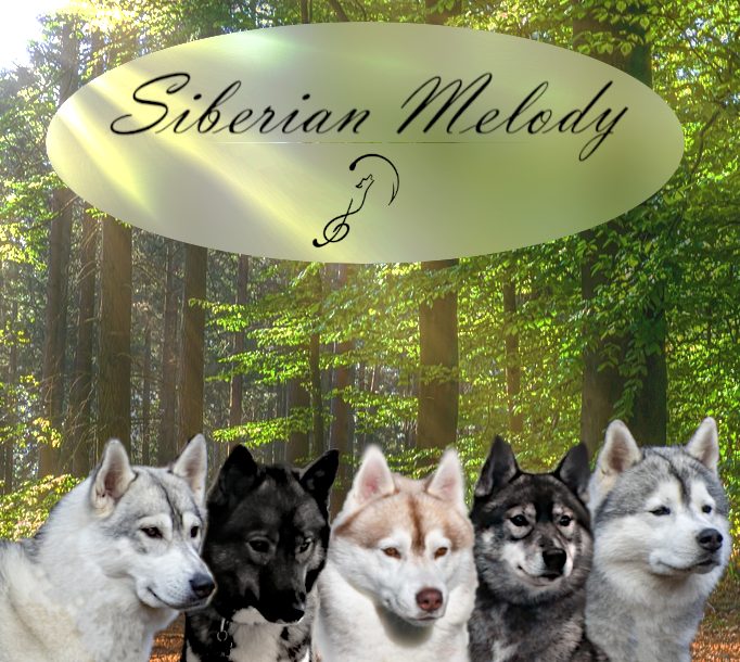 Elevage SYBERIAN MELODY