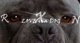 Love is a DOG