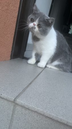 CHATTERIE DOUCE DU COTON BLANC - Image 10