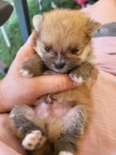 DOMAINE SPITZ NAIN POMERANIAN DES OLIVIERS
