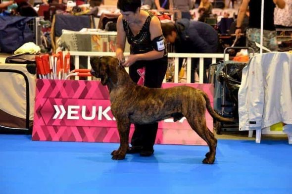 DERCOURT ELODIE - Image 4