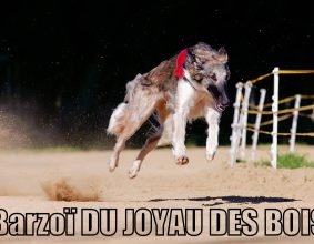 DU JOYAU DES BOIS