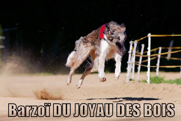 DU JOYAU DES BOIS - Image 2