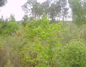 LES LANDES DE LINAS