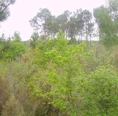LES LANDES DE LINAS - Image 2