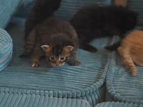 BEBES MIAOUS