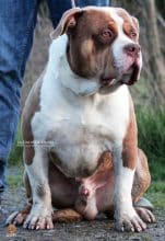 JAGUAR BULLY KENNEL