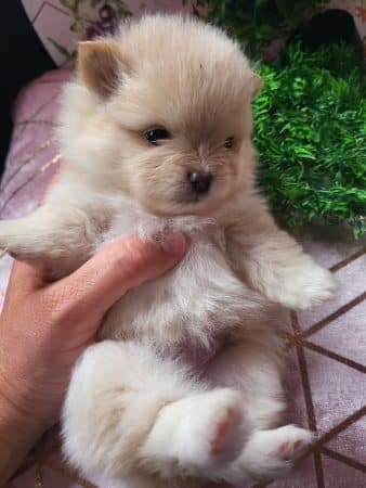 DOMAINE SPITZ NAIN POMERANIAN DES OLIVIERS - Image 13