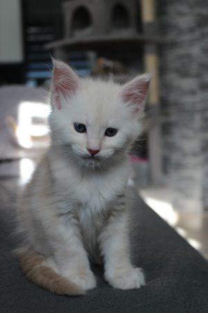 PLUME’S LITTLEPAWS - Image 42