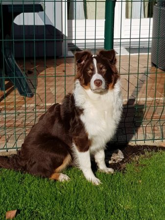 GAEC SELECTION CANINE - Image 7