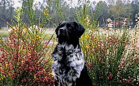 DE LA HAILLE AU LOUP - Image 1