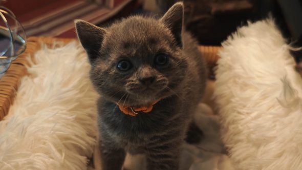CHATTERIE D�OTSANZ - Image 3