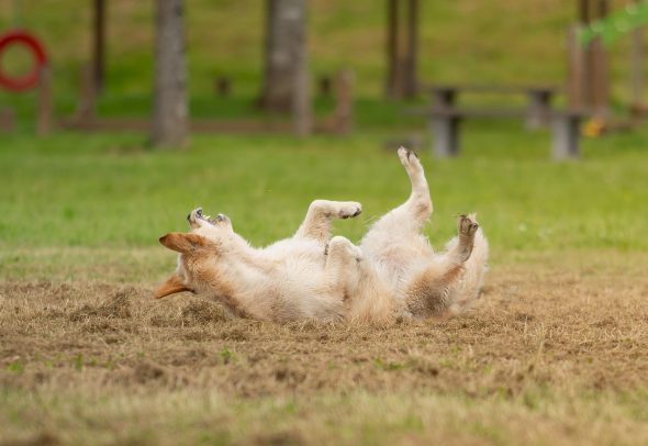 DES PLAINES DES BRUYERES – Whippet et Golden Retriever - Image 26
