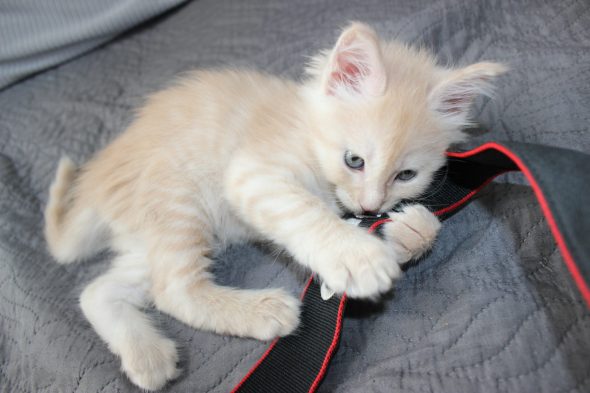 PLUME’S LITTLEPAWS - Image 61