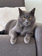 CHATTERIE DE M BEAUTY