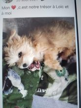 La bande à Bibou élevage de morkies