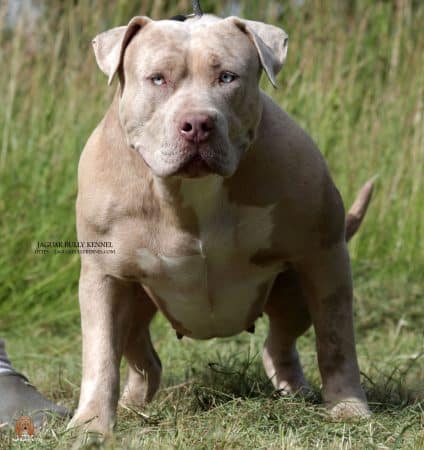 JAGUAR BULLY KENNEL - Image 16