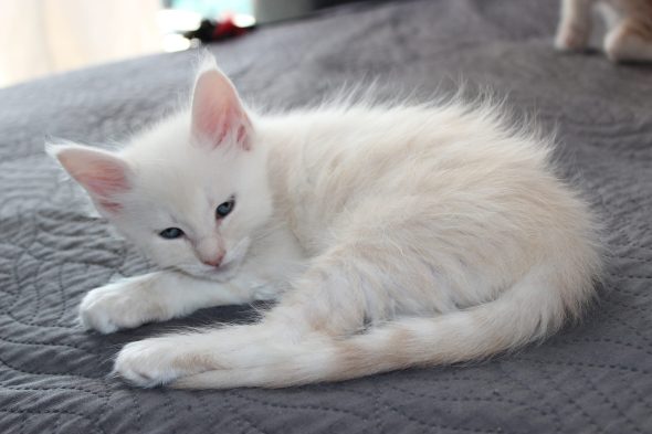 PLUME’S LITTLEPAWS - Image 90