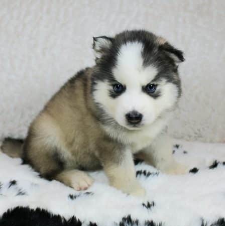 ELITE CANIN - Image 9