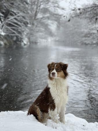 OPAL AUSSIE - Image 23