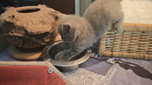 CHATTERIE D�OTSANZ - Image 7