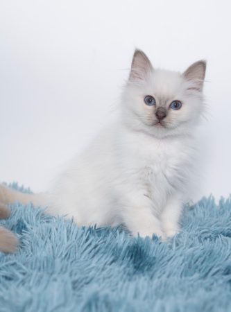 CHATTERIE AUX PERLES D O - Image 14