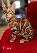 DE BENGAL STYLE LUXE