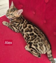 DE BENGAL STYLE LUXE