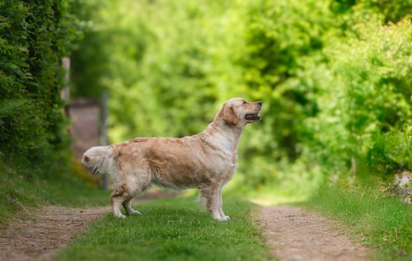 DES PLAINES DES BRUYERES – Whippet et Golden Retriever - Image 28