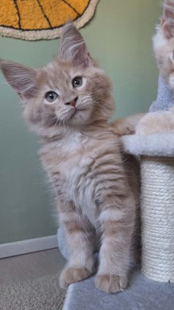 Little Lion - Image 13