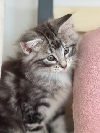 CHATTERIE MEWDIE KATT - Image 9