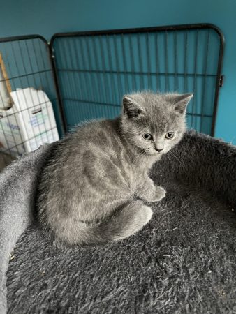 BIAU CLAIRE - Image 2