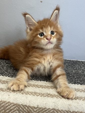 CHATTERIE MAINE COONS OF IRISH TOUCH - Image 2
